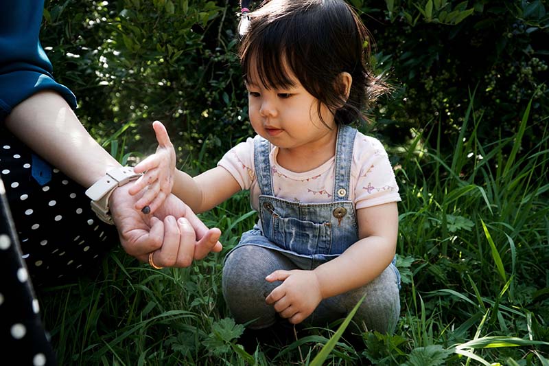 Pine Lake Farm Organic Blueberry Picking with Young Toddler